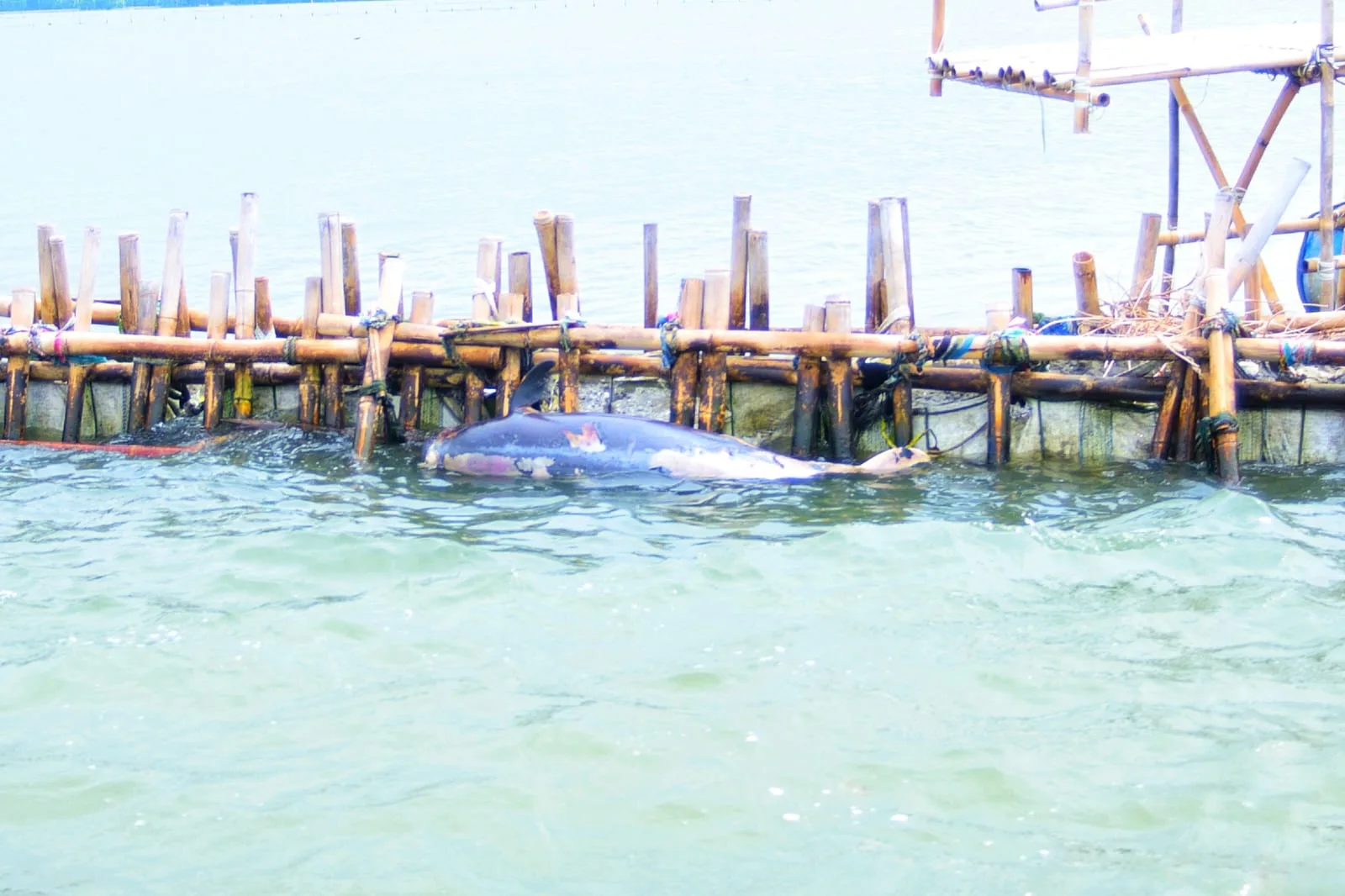 Tragis, Lumba-Lumba Tersangkut dan Mati di Pagar Laut Proyek Pelabuhan Paljaya