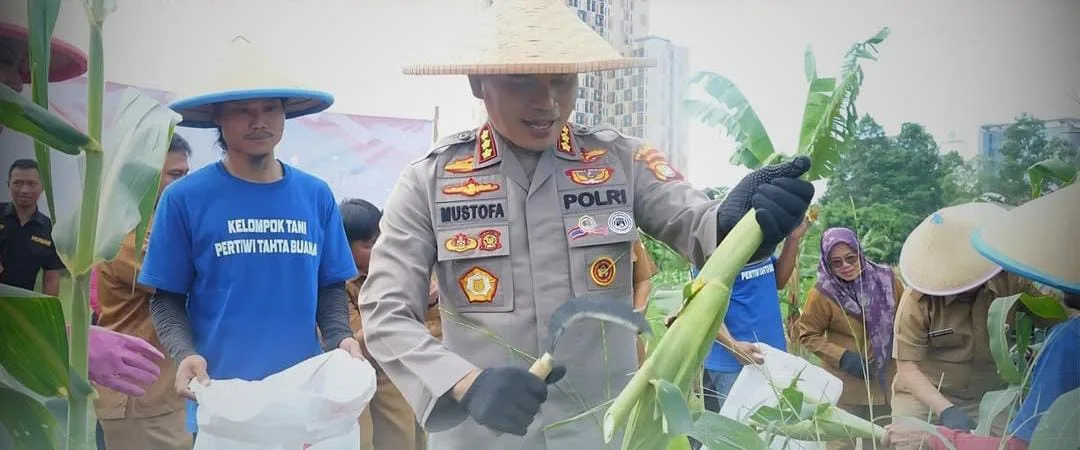 Kapolres Bersama Ketua Cabang Bhayangkari Metro Bekasi Panen Jagung Manis Tahap 2