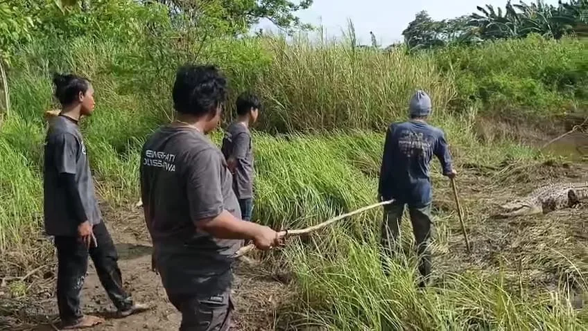 Buaya Muncul di Perkebunan Warga, Belum Ada Evakuasi